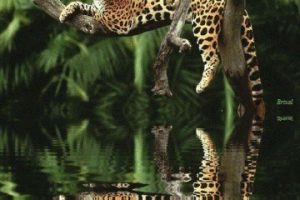 animales de la selva tropical humeda