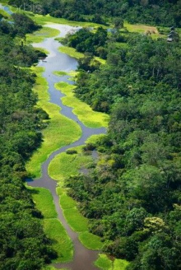 imagenes de la selva amazonica colombiana