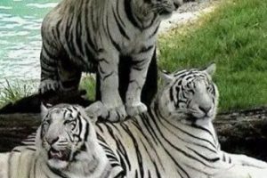imagenes de tigres de bengala blanco grande