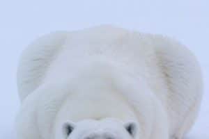 osos polares en peligro de extincion cuantos quedan
