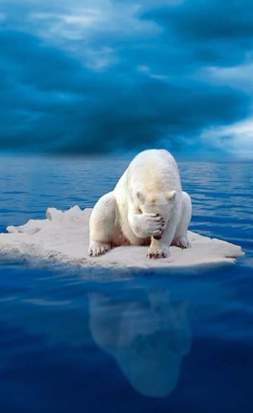 osos polares en peligro de extincion por calentamiento global