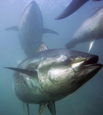 peces en peligro de extincion en el mar peruano