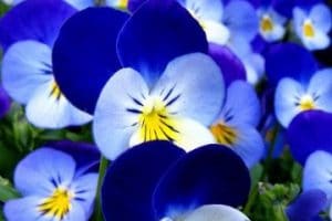 fotos de flores azules y blancas