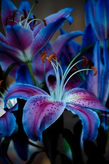 fotos de flores azules y violetas