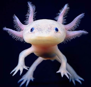 imagenes de animales anfibios raros