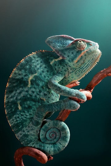 imagenes de animales reptiles animados