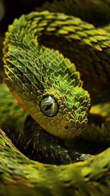 imagenes de animales reptiles mas populares