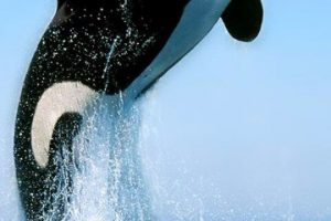 imagenes de ballenas orcas asesinas
