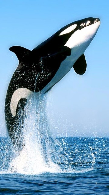 imagenes de ballenas orcas asesinas