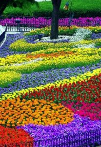 imagenes de campos de flores gratis