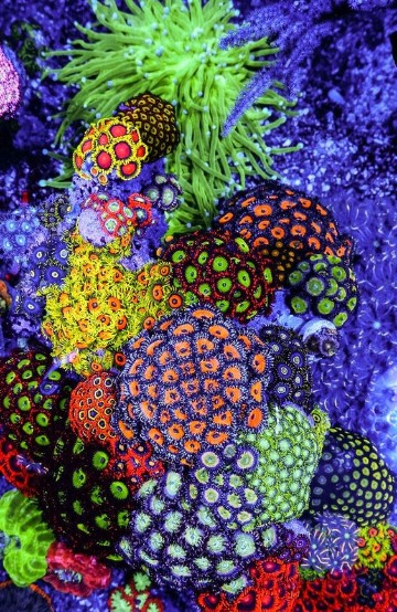 imagenes de corales marinos animados