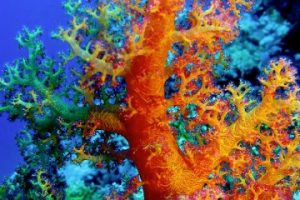 imagenes de corales marinos gratis