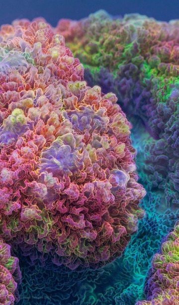 imagenes de corales marinos para dibujar
