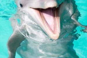 imagenes de delfines en el mar para imprimir