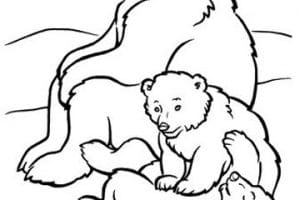 dibujos de osos polares para colorear