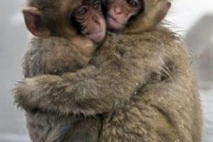 fotos de monos bebes imagenes