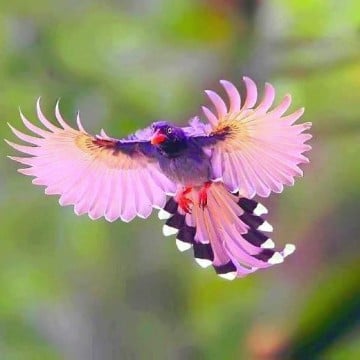 fotos de pajaros de colores volando