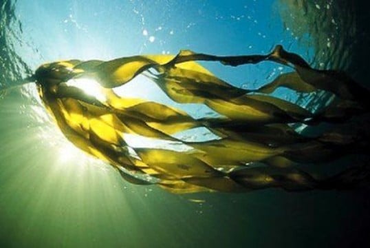 imagenes de algas marinas animadas