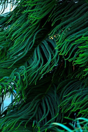 imagenes de algas marinas verdes
