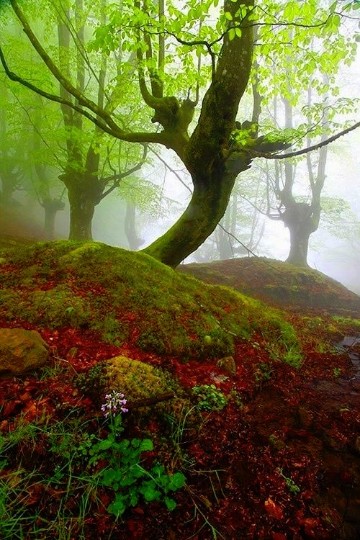 imagenes de bosques encantados con hadas