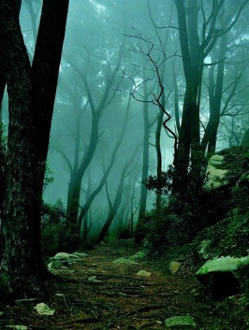 imagenes de bosques encantados de noche