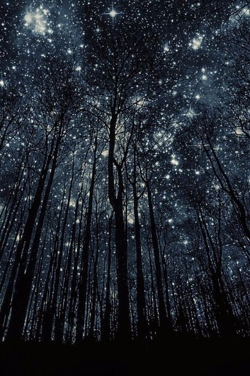imagenes de bosques hermosos de noche