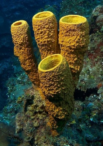 imagenes de esponjas de mar tipos