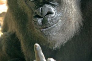 imagenes de gorilas chistosos fotos