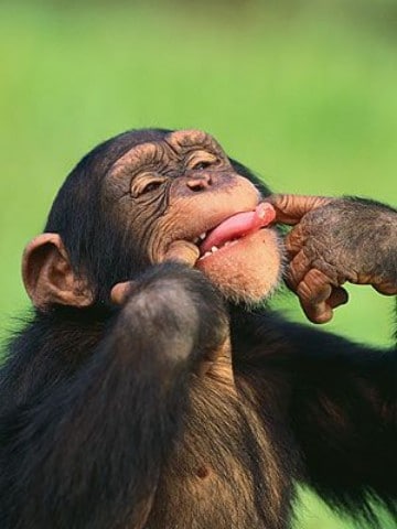imagenes de gorilas chistosos monos