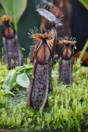 plantas carnivoras reales gigantes