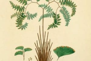 dibujos de plantas medicinales nombres