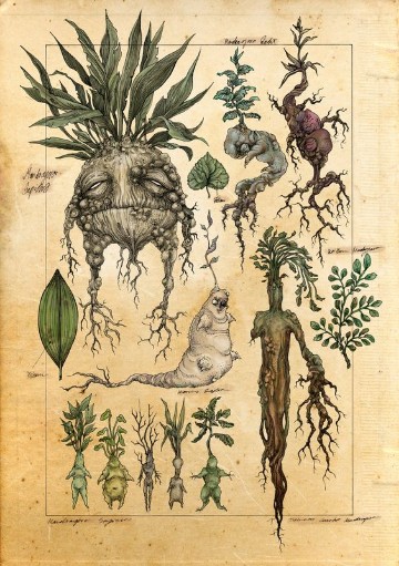 dibujos de plantas medicinales para que sirven