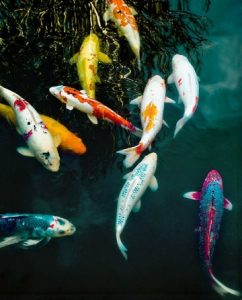 fotos de peces de mar rio