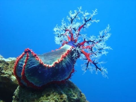 fotos del fondo del mar para pantalla