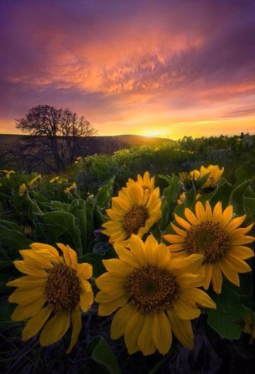 imagenes de amaneceres en el campo hermosos