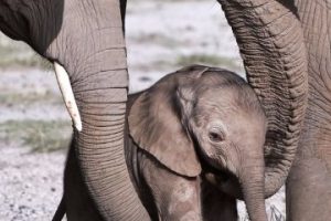 imagenes de elefantes bebes para dibujar