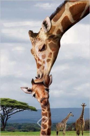 imagenes de jirafas bebes recien nacida