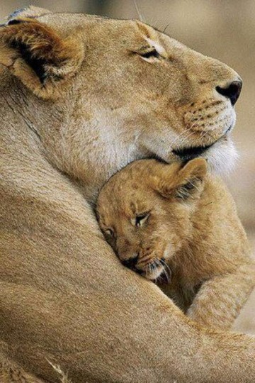 leonas con sus crias reales