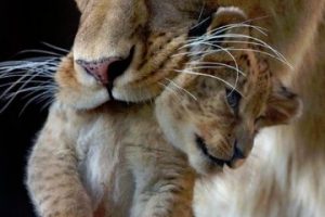 leonas con sus crias recien nacidas