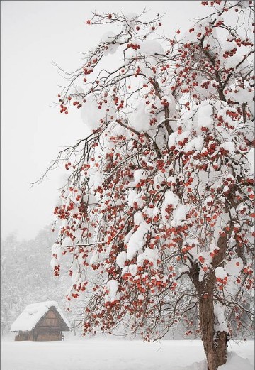 paisajes de invierno bonitos fondo pantalla