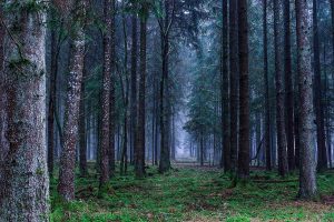 tipos de areas naturales protegidas bosques