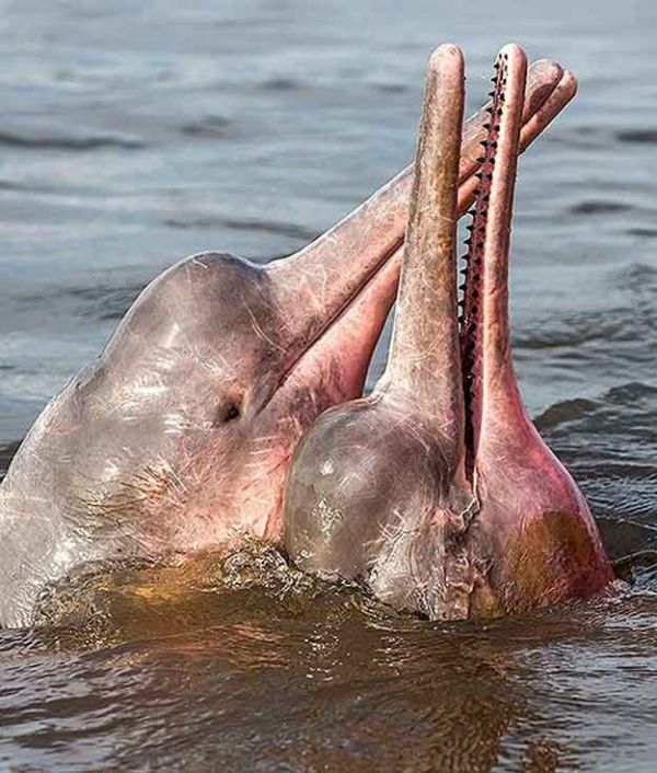 animales en peligro de extincion en el mundo delfin rosado de agua dulce