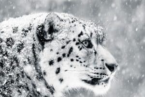 animales en peligro de extincion en el mundo leopardo de las nieves