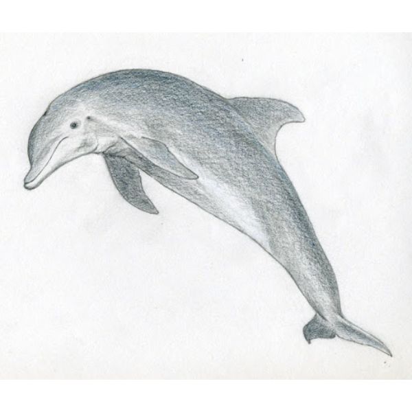 dibujos de delfines a color escalas de grises