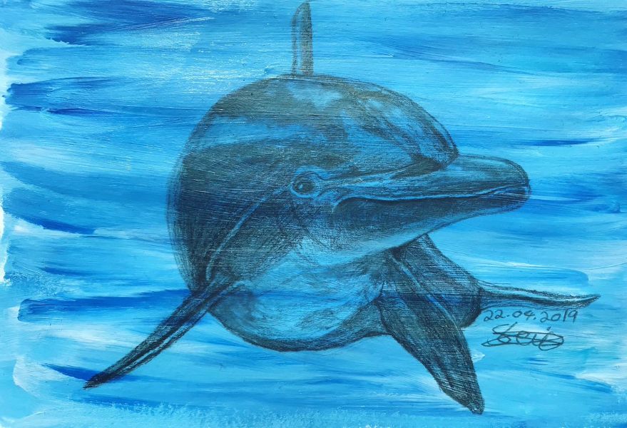 dibujos de delfines a color lienzo