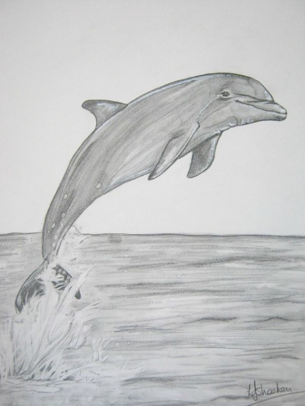 dibujos de delfines bonitos a lapiz