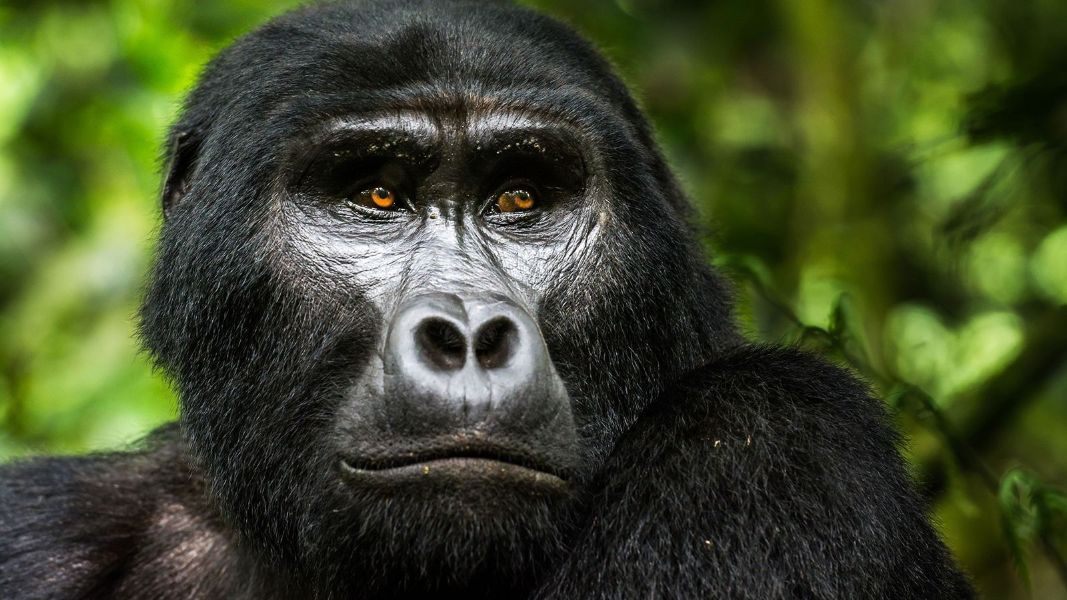 fauna silvestre en peligro de extincion gorila de montaña