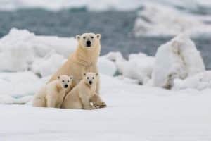 fauna silvestre en peligro de extincion oso polar