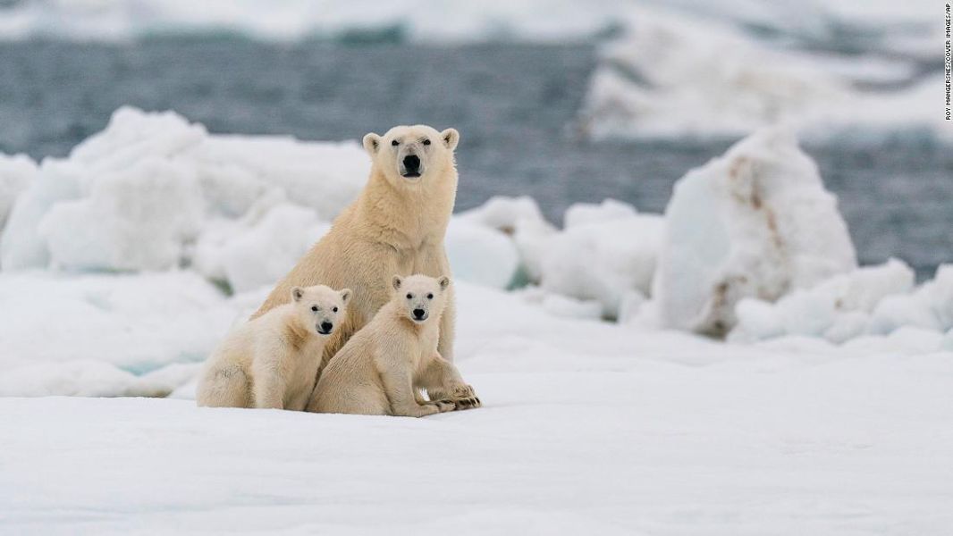 fauna silvestre en peligro de extincion oso polar