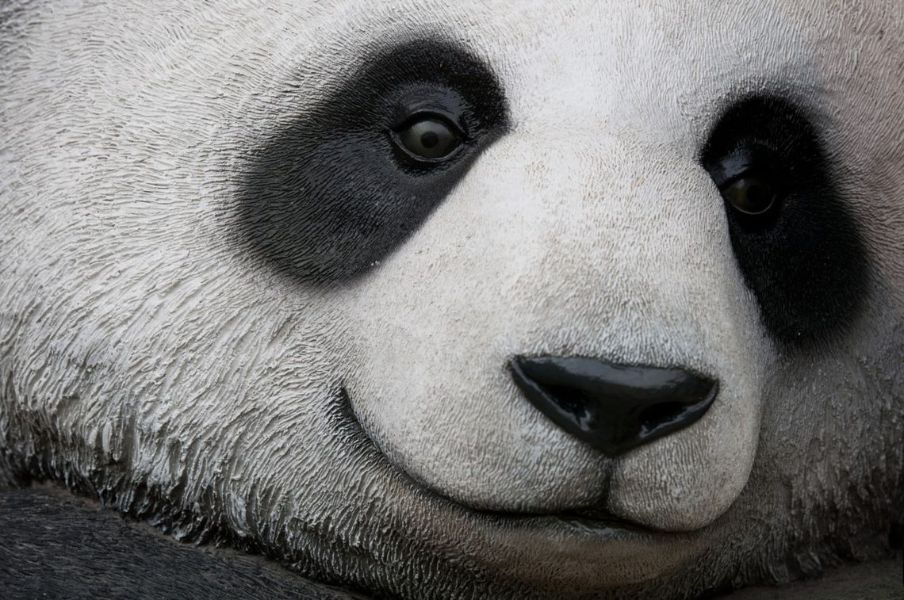 fauna silvestre en peligro de extincion panda